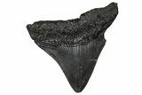Fossil Posterior Megalodon Tooth - South Carolina #374786-1